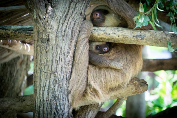 istock Sloth and baby in Costa Rica 1251324655