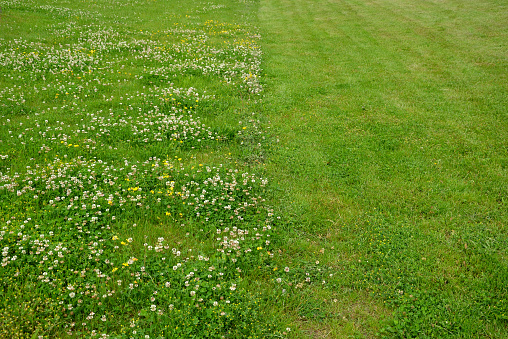 half, lawn, maintenanace, repens, trifolium, cut, uncut, grass, green, field, nature, meadow, summer, texture, plant, spring, landscape, garden, turf, natural, golf, abstract, soccer, football, environment, growth, land, fresh, park, outdoor, sky, contrast, mown, mover, machine, trimming, surface, bee