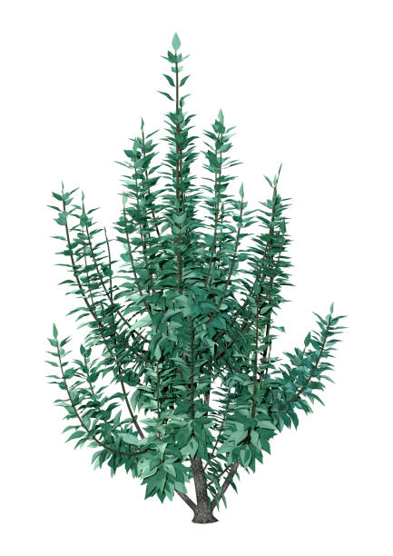 istock 3D illustration buddleja plant on white 1251325722
