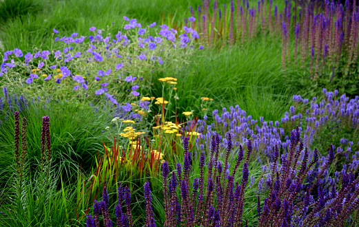 salvia, nemorosa, sage, liatris, spicata, kobold, achillea, millefolium, lush, flower bed, garden, gardening, terracotta, yellow, blue, pink, vioiet, maintenance, urban, praire, park, street, city, blossom, desert, eve, geranium, magnicficum, imperata, cylindrica, red, baron, ornamental, grass, flower, nature, flowers, lavender, spring, purple, green, plant, field, summer, beauty, bloom, violet