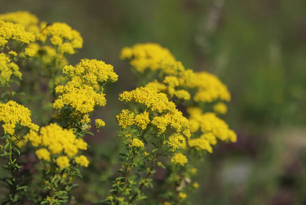 istock Yellow flowers in spring, Yarrow Hydrosol 1251325829
