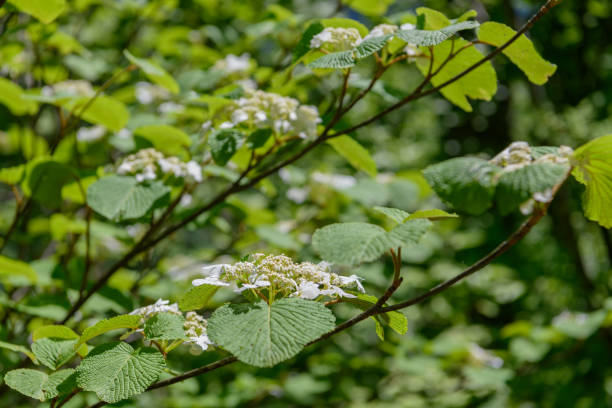 istock Viburnum furcatum in Mount Tanigawa 1251329064