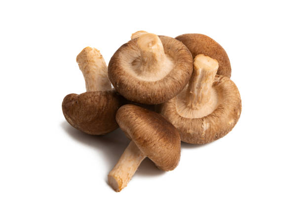 istock shiitake mushrooms isolated 1251329116