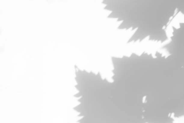 istock gray shadow of grape leaves on a white wall 1251329922
