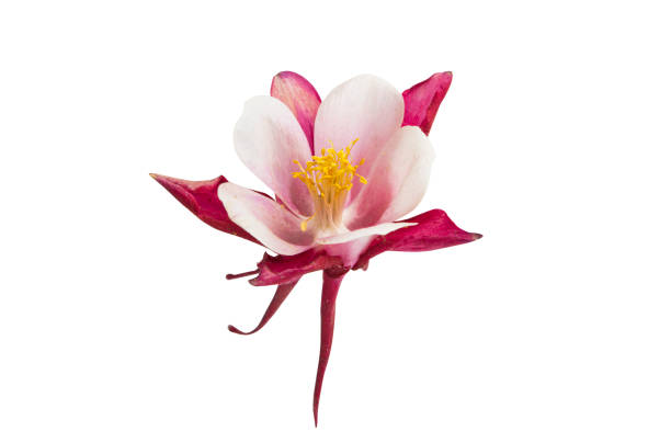 istock aquilegia flower isolated 1251330631