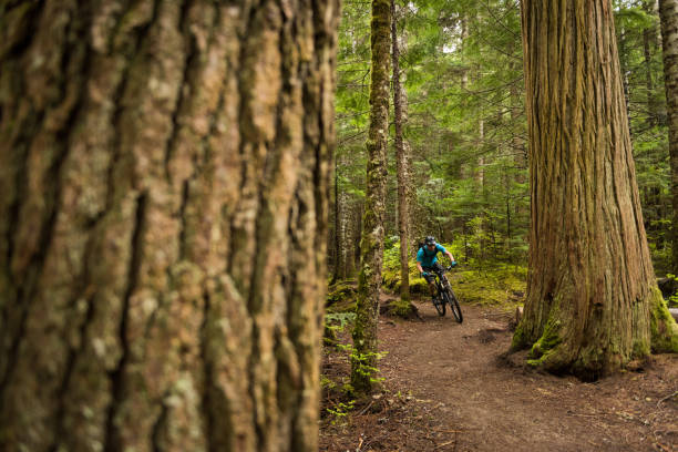 istock Mountain biking in an old growth forest 1251330730