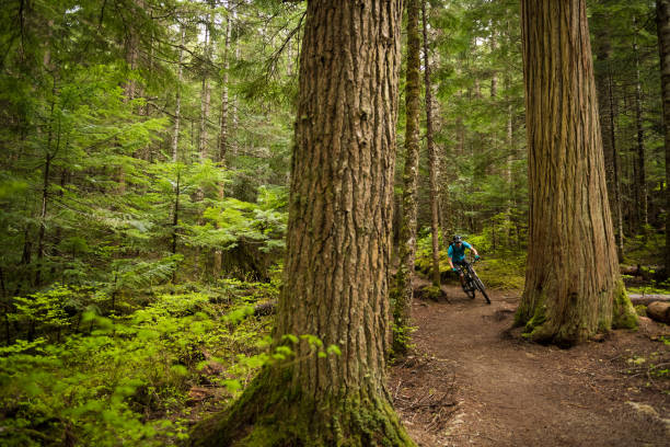 istock Mountain biking in an old growth forest 1251330741