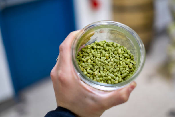 photo green hop on grey background