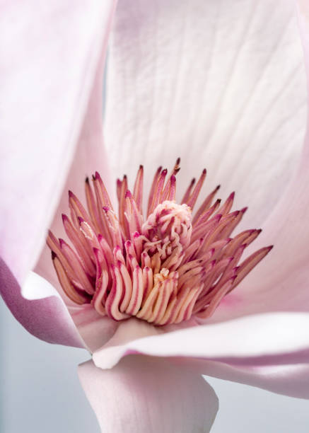 マグノリアリリフリフローラの花、灰色の背景にリリーマグノリアの花、紫のマ��グノリアの花 - magnolia pink flower isolated ストックフォトと画像