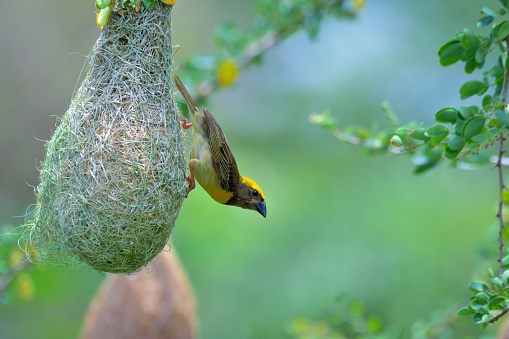 The baya weaver is a weaverbird found across the Indian Subcontinent and Southeast Asia. they are best known for their hanging retort shaped nests woven from leaves.