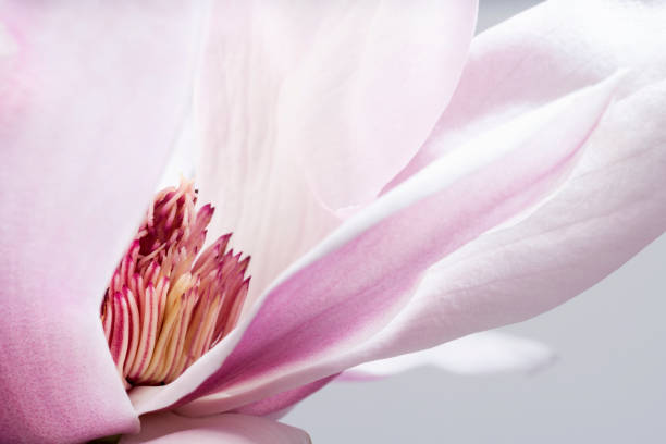マグノリアリリフリフローラの花、灰色の背景にリリーマグノリアの花、紫のマグノリアの花 - magnolia pink flower isolated ストックフォトと画像