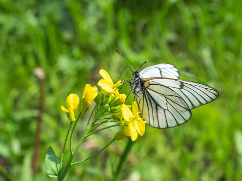 A white butterfly with black stripes on its wings collects nectar from yellow flowering rapeseed.