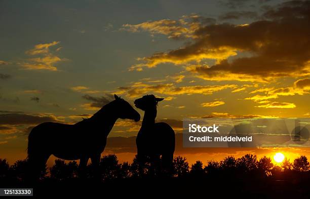 Pferde Stockfoto und mehr Bilder von Abenddämmerung - Abenddämmerung, Dramatischer Himmel, Farbbild