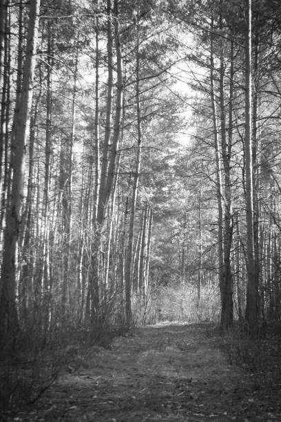 istock Black and white spring forest . Outdoor forest landscape. 1251333936