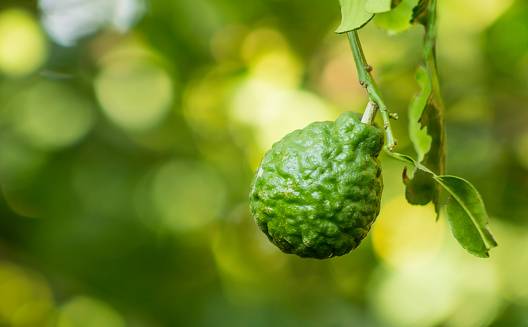 Kaffir lime that grows in the garden