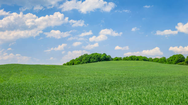 istock Panoramic spring landscape XXXXL 45 MPix - green field, blue sky 1251333993