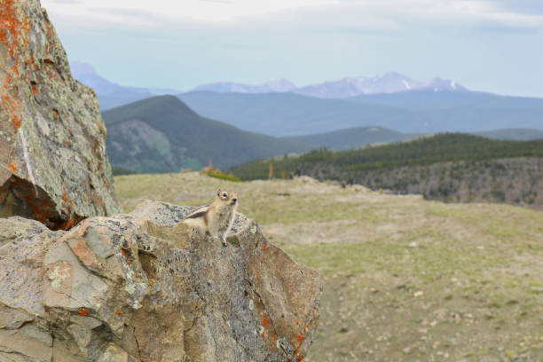 istock Cute chipmunk atop a mountain 1251335628