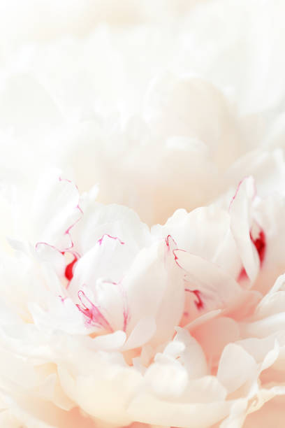 istock Tender white background of peony petals 1251335922