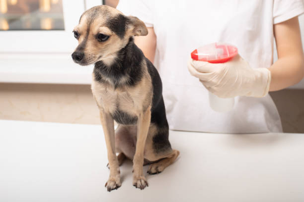 veterinario trata a un perro de las garrapatas en una clínica con un aerosol especial - vet dog teenager puppy fotografías e imágenes de stock