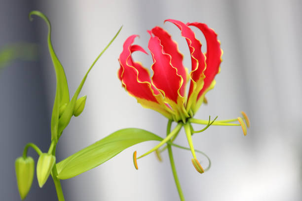 istock Gloriosa Superba or Climbing Lily 1251336231