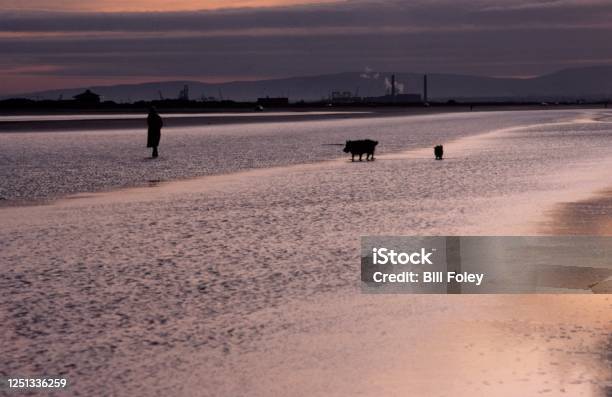 Dollymount Strand Dublin Ireland Stock Photo - Download Image Now - Beach, Dog Walking, Dusk