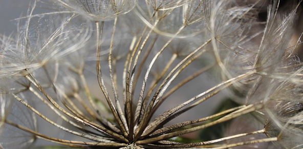 Banner of close up macro of dandelion seed head. Beja, Portugal.