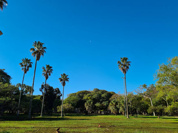 istock Beautiful trees, of different species 1251336853
