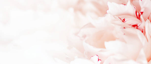 istock Tender white background of peony petals 1251336857