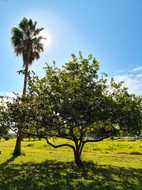 istock Beautiful trees, of different species 1251337114
