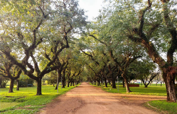 istock Beautiful corridor of trees 1251337312
