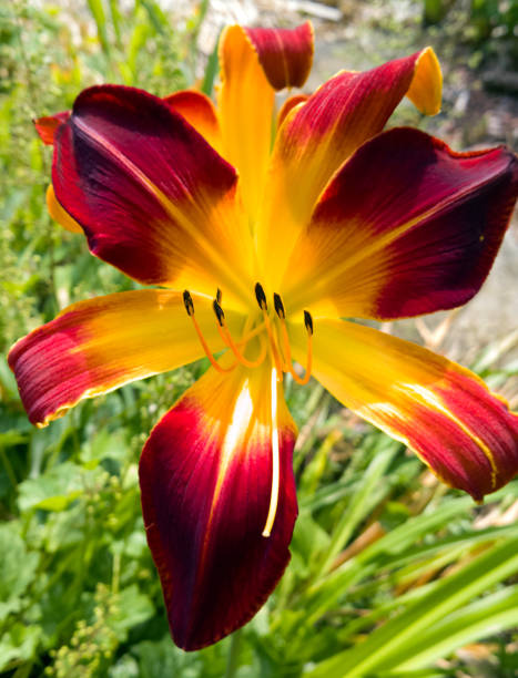 Red and Gold Newly blossomed Day Lily in early Summer hemerocallidoideae stock pictures, royalty-free photos & images
