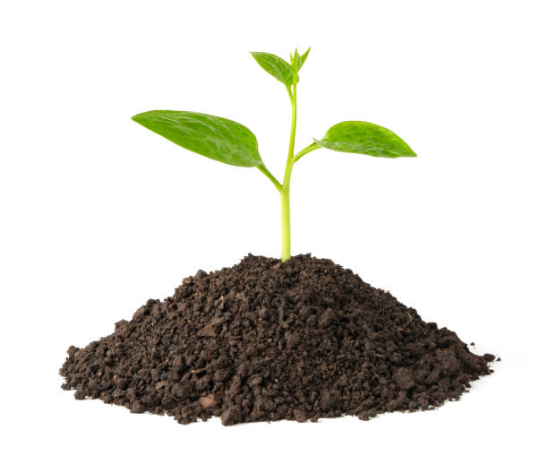 istock green plant growing on soil isolate white background 1251338636