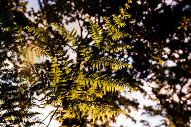 istock ferns in the forest at dawn 1251338654