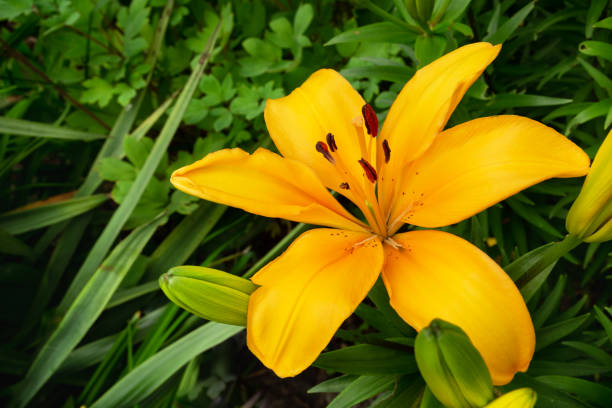 istock Single big yellow lily in green garden 1251338764