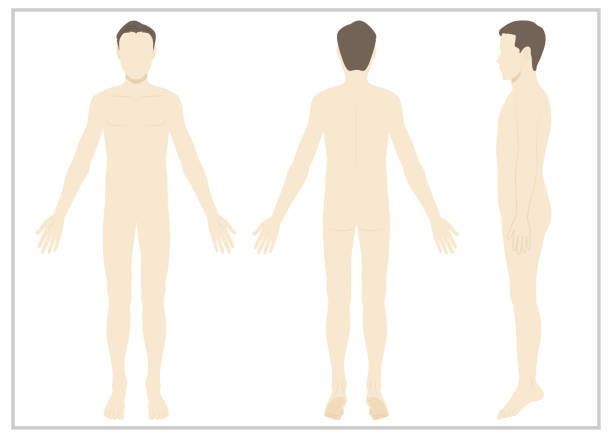 ilustrações de stock, clip art, desenhos animados e ícones de male / whole body / naked / no face - rear view human arm naked men