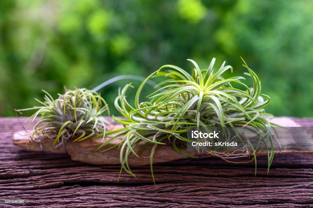 Tillandsia on wooden table Tillandsia on wooden table with blur of background Air Plant Stock Photo