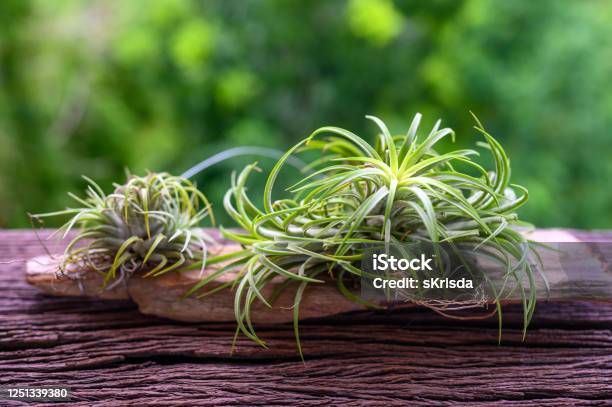 Tillandsia On Wooden Table Stock Photo - Download Image Now - Air Plant, Backgrounds, Beauty