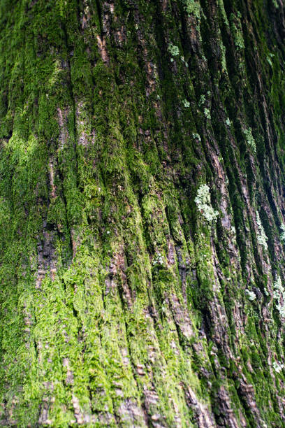 istock Texture: bark of a chestnut tree - Castanea -  Fagaceae 1251340047