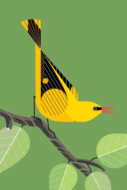 Vector illustration of Oriole