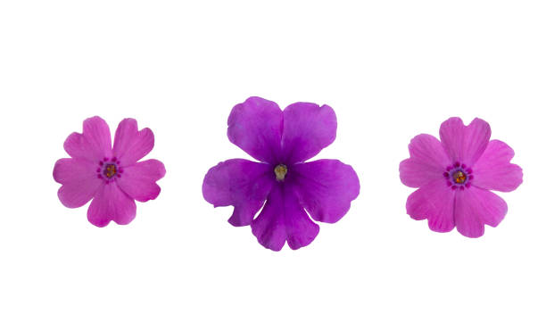 istock verbena flower isolated 1251340630
