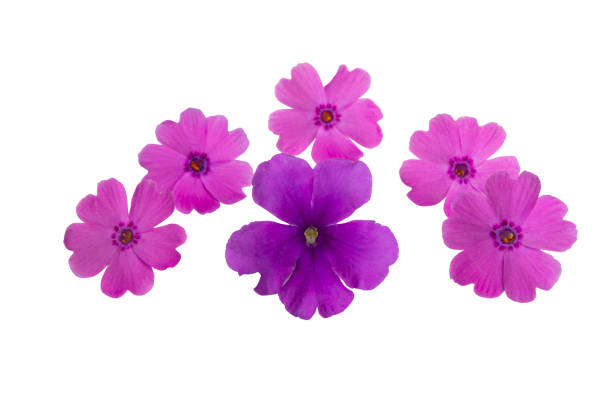 istock verbena flower isolated 1251340787