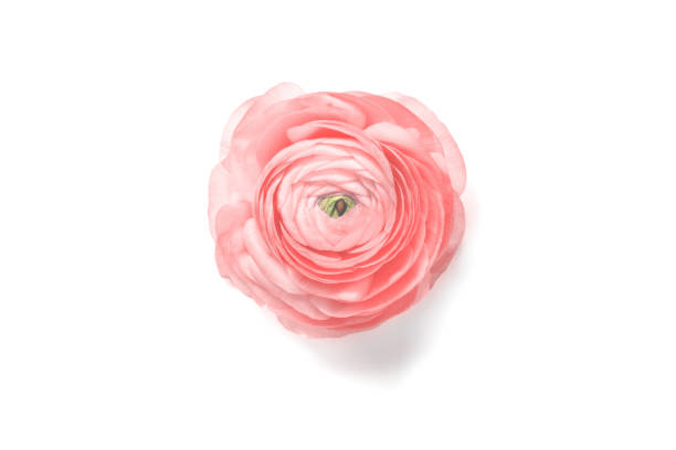 istock Pink ranunculus flower on a white background 1251340873