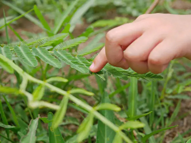 Photo of Little kid's hand touching leaves of sensitive plant ( Mimosa Pudica ) and making them fold up - connecting children with nature