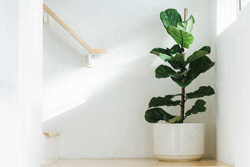 Fiddle hoja de higo, Ficus lyrata, planta en la olla blanca círculo y colocar en la esquina de la escalera o escalera para decorar el hogar o la habitación. Y hay luz solar que viene de la ventana derecha. photo