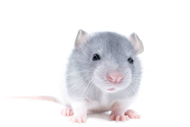 istock fat rat, pet isolated on white background. 1251343541
