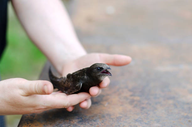 Female hands release a bird shearing in the wild. Swift bird a moment before free flight. Love to the animals. Selective focus.