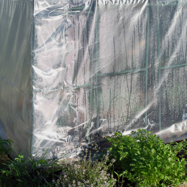 istock Moiisture in a greenhouse 1251345656