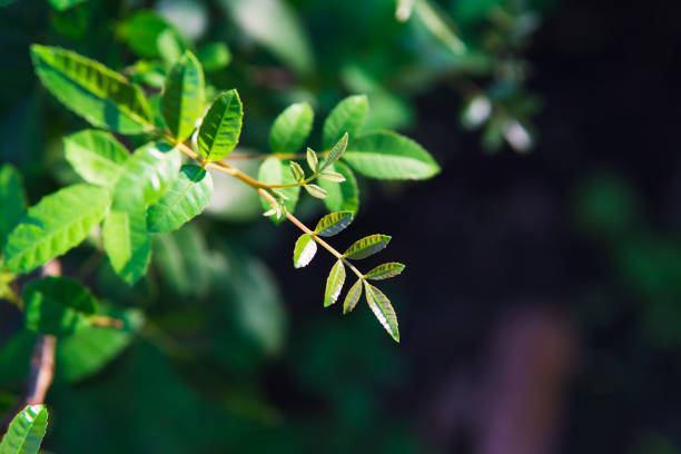 istock Closeup nature view of young leaf 1251345910