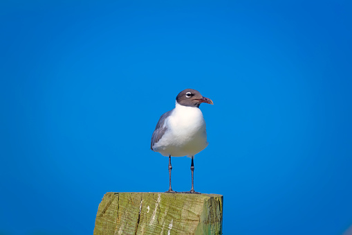 Black headed seagull standing on a wooden post