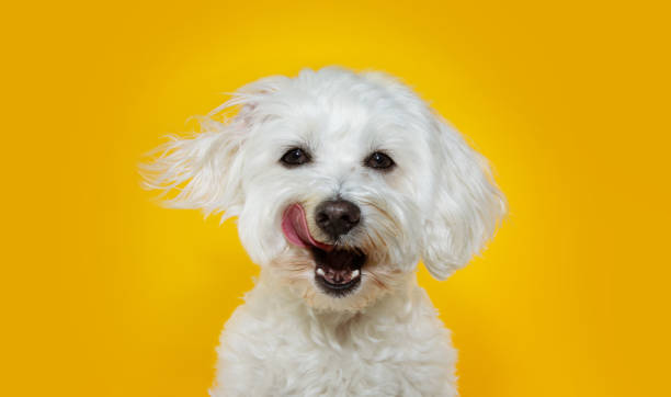 cachorro engraçado ligando seus lábios com a língua para fora. isolado em fundo amarelo. - dog eating puppy food - fotografias e filmes do acervo